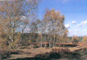 Birch Tree Meaning and Magick - Sanctuary Everlasting